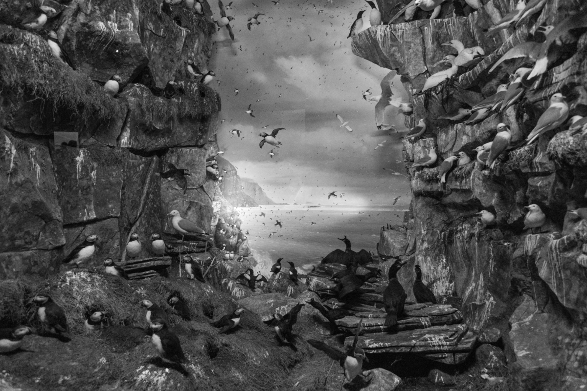 Black and white seabird colony on dramatic rocky cliffs with hundreds of birds perched on ledges and flying through cloudy sky