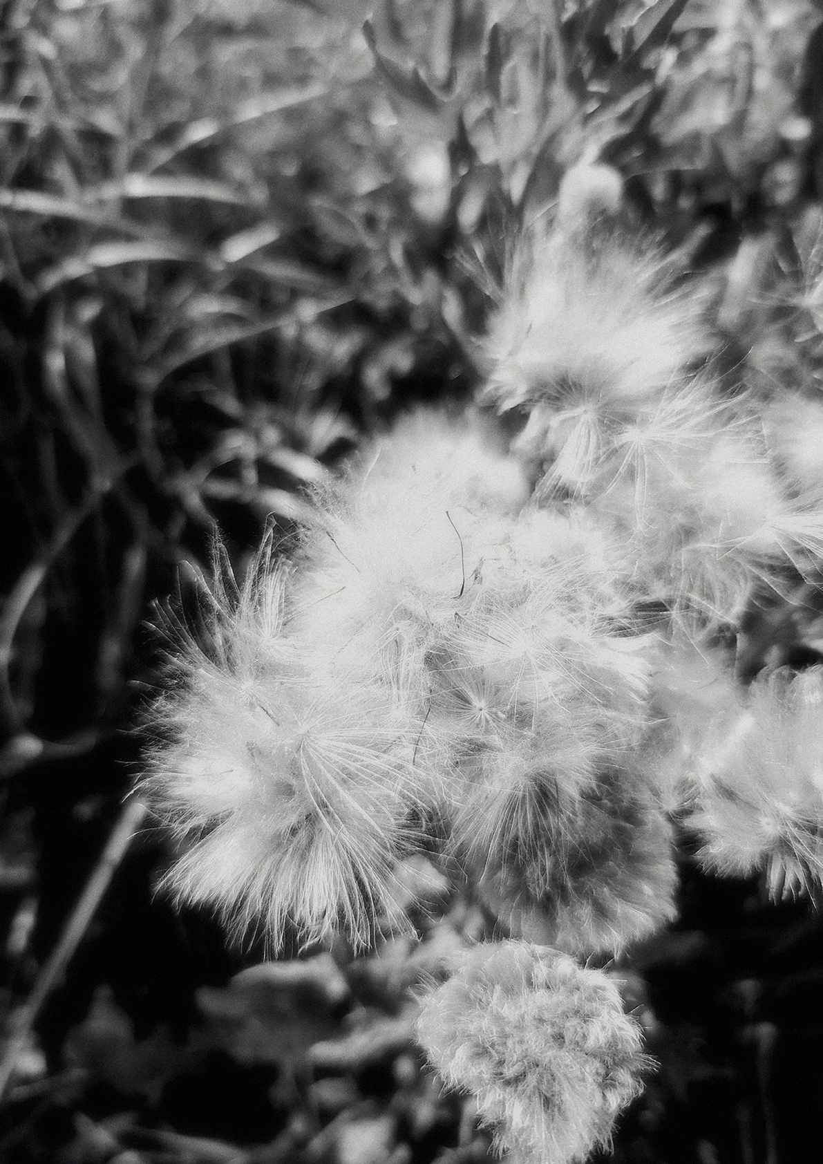Black and white photograph showing delicate dandelion seed heads with wispy, feathery plumes against a blurred background of grass and foliage.