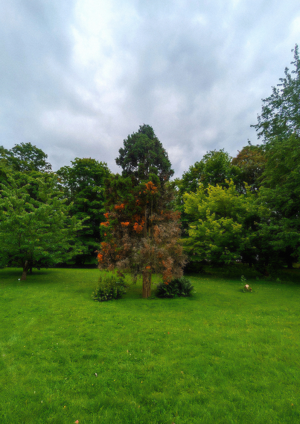 Green park lawn with central tree displaying orange autumn foliage surrounded by lush green trees under cloudy gray sky in Oslo