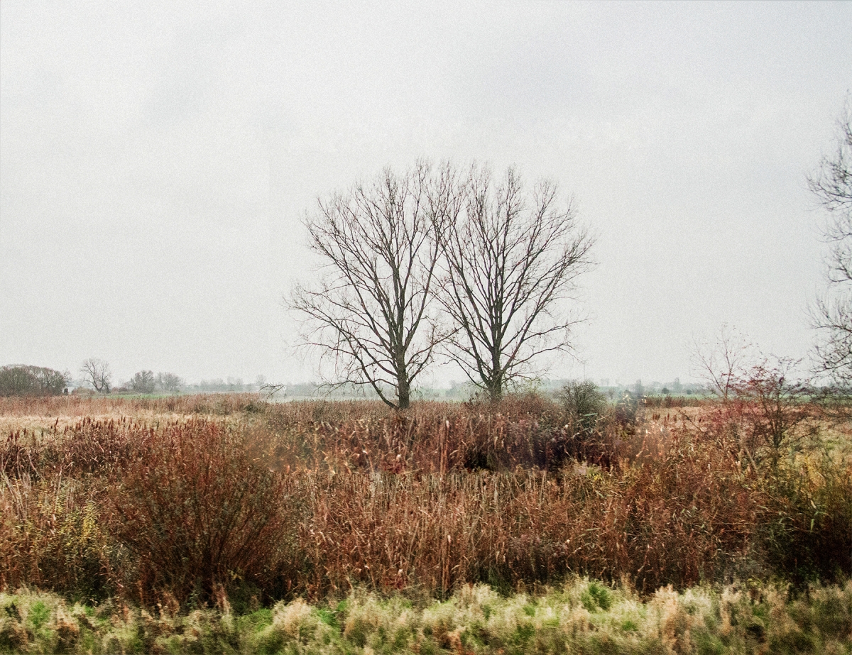 Overcast autumn landscape with bare branched trees rising from brown and rust-colored vegetation under gray sky, creating moody atmosphere