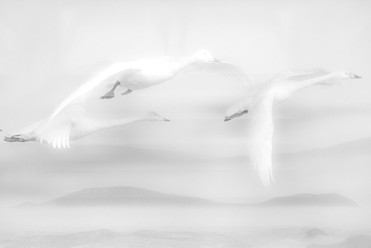 Ethereal black and white close-up of a sleeping person's face partially covered by soft white bedding, creating a dreamy, peaceful mood.