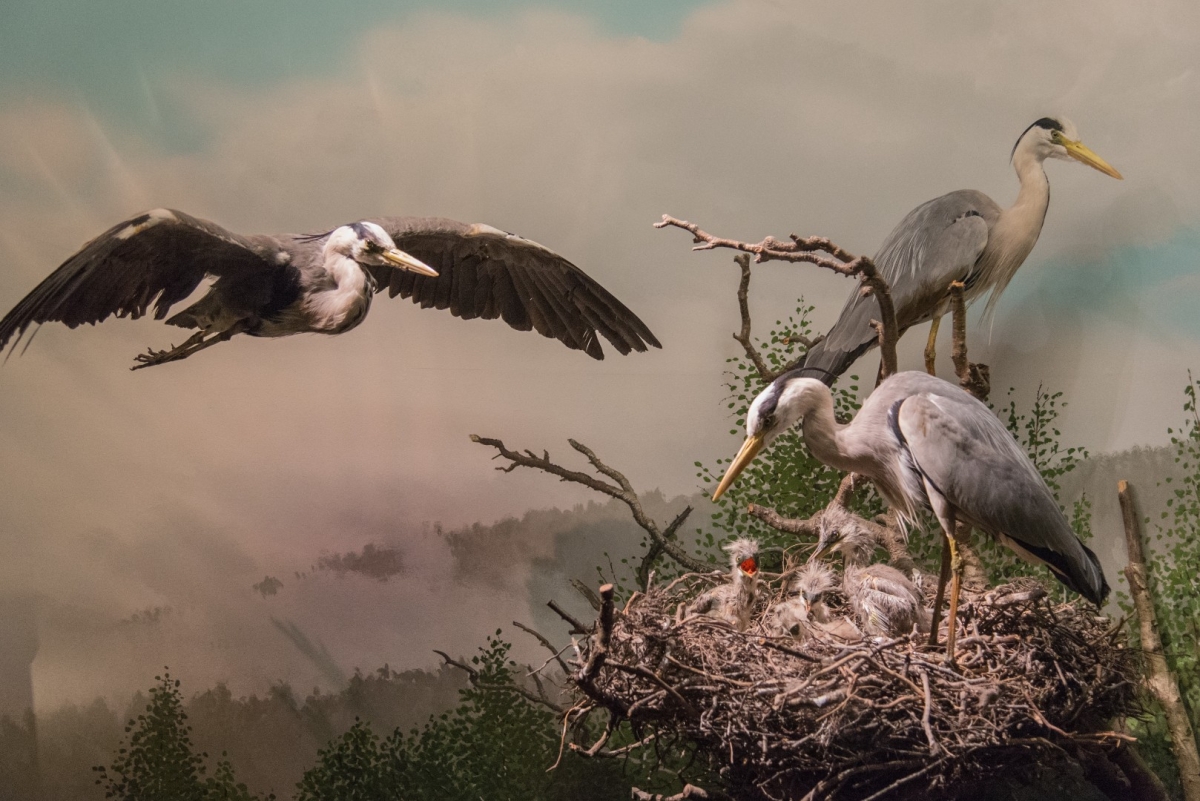 Grey herons with chicks in large nest, one adult flying with outstretched wings, misty landscape background, moody natural lighting