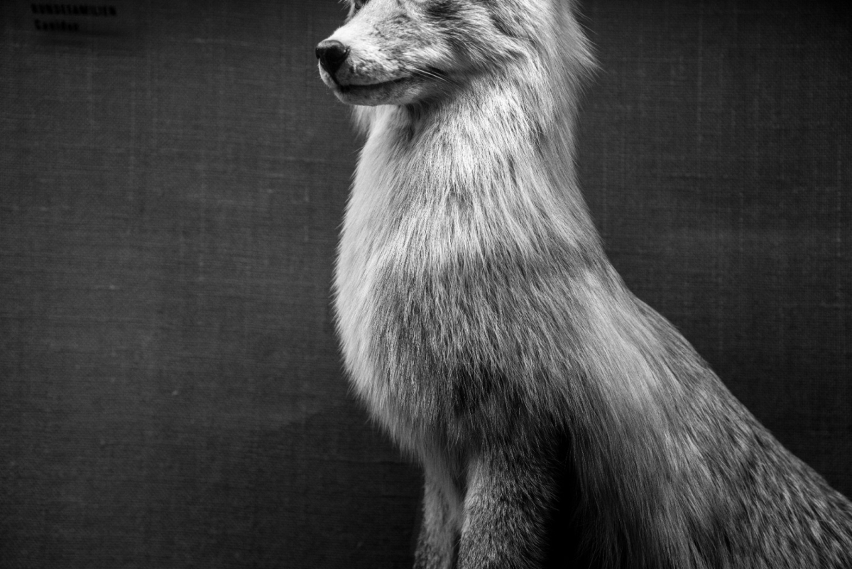 Black and white portrait of a fox in profile sitting upright against dark background, showcasing detailed fur texture and dignified pose.