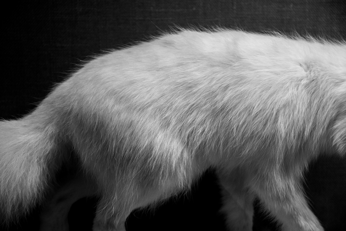 Close-up black and white photograph showing the thick, fluffy fur texture of a white animal's back and legs against dark background