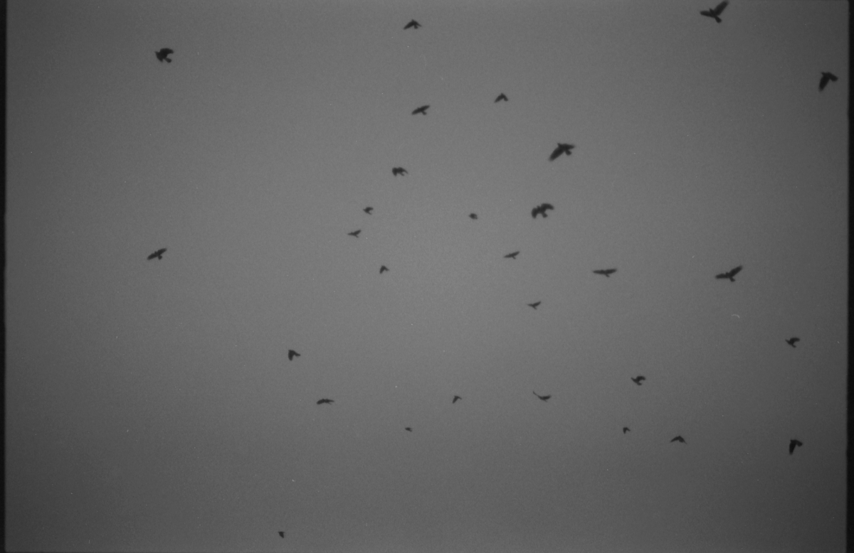 Black silhouettes of birds scattered across a gray overcast sky, creating a moody and atmospheric scene with dark composition