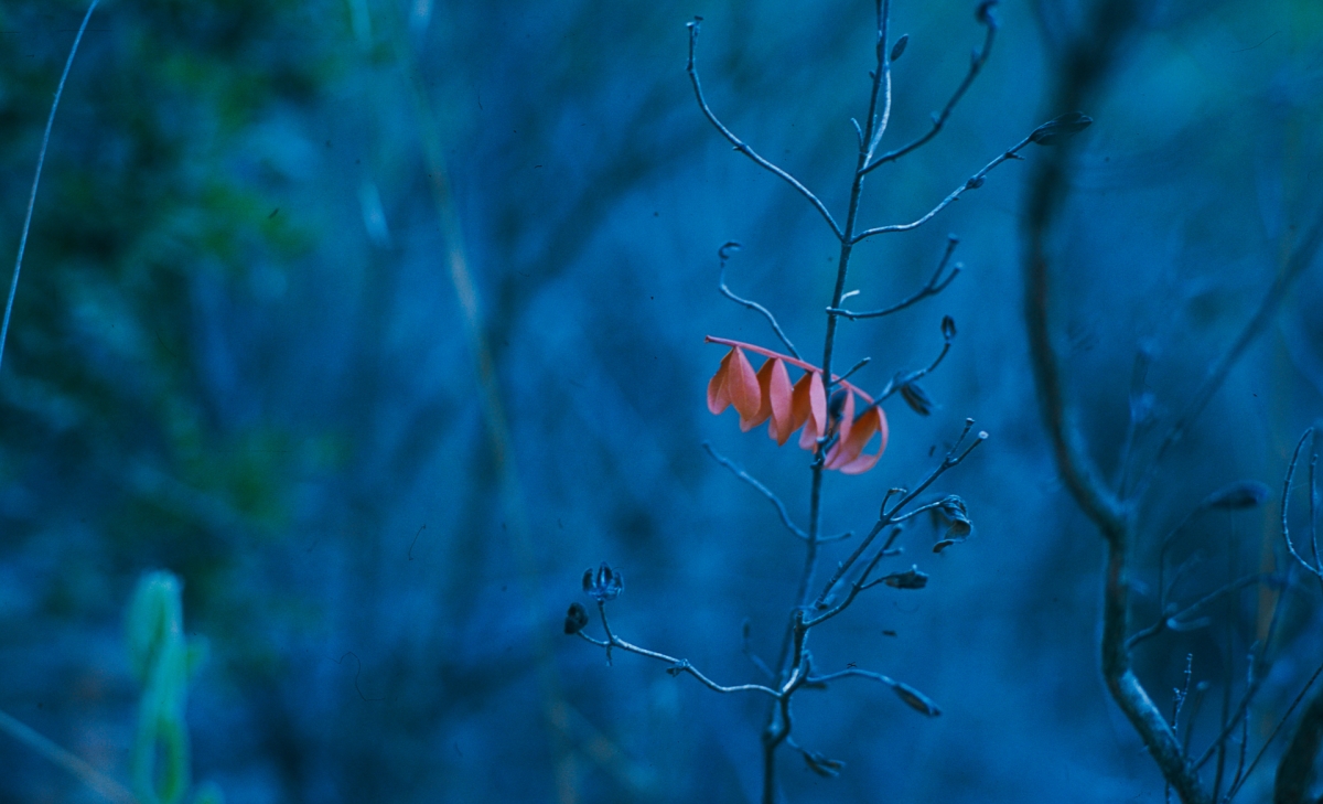 Delicate red autumn leaves cling to bare winter branches against a dreamy blue-toned forest background, creating a melancholic seasonal mood.