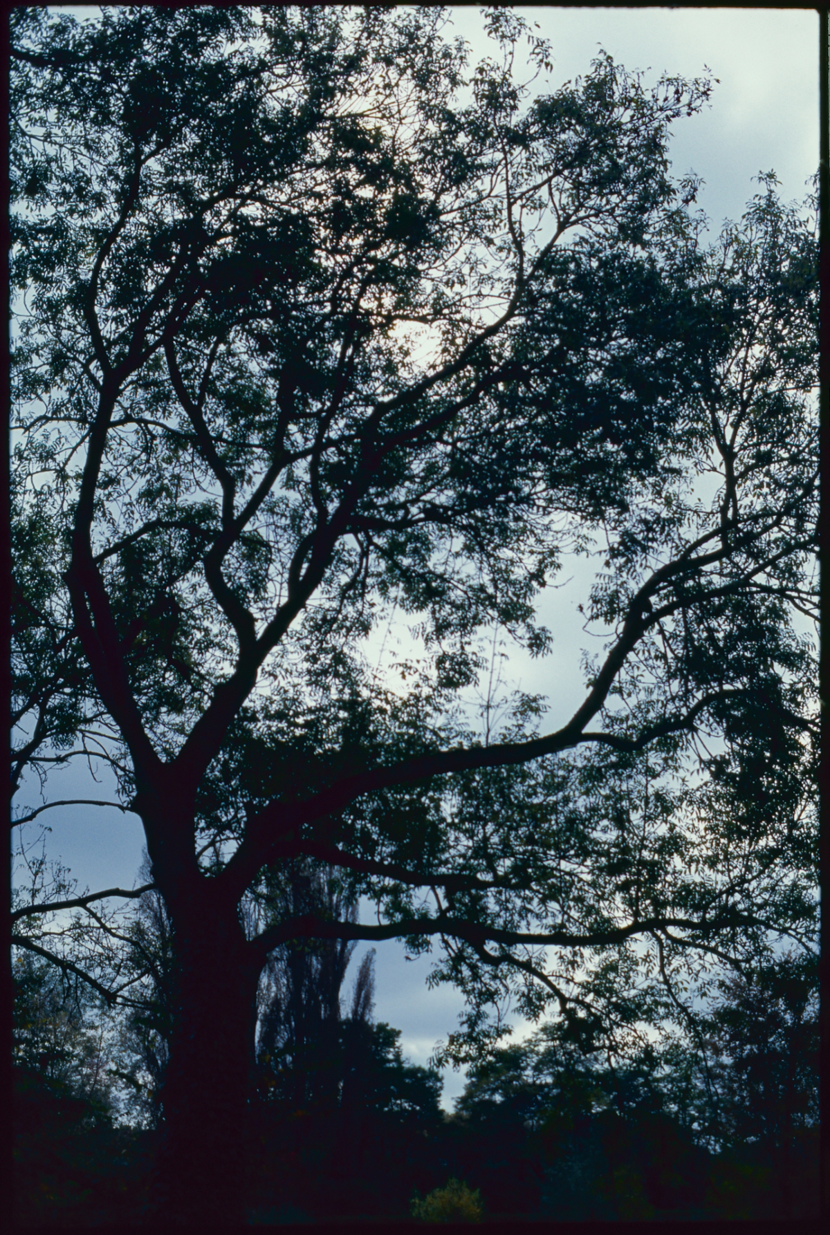 Silhouetted tree branches against dusky blue-gray sky creating moody atmospheric composition with dark foliage framing cloudy evening light