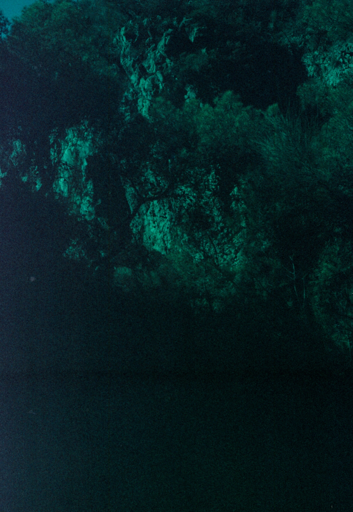 Nighttime tree canopy bathed in eerie teal-green light, dark foreground fading to black, moody expired-film grain and color shift.