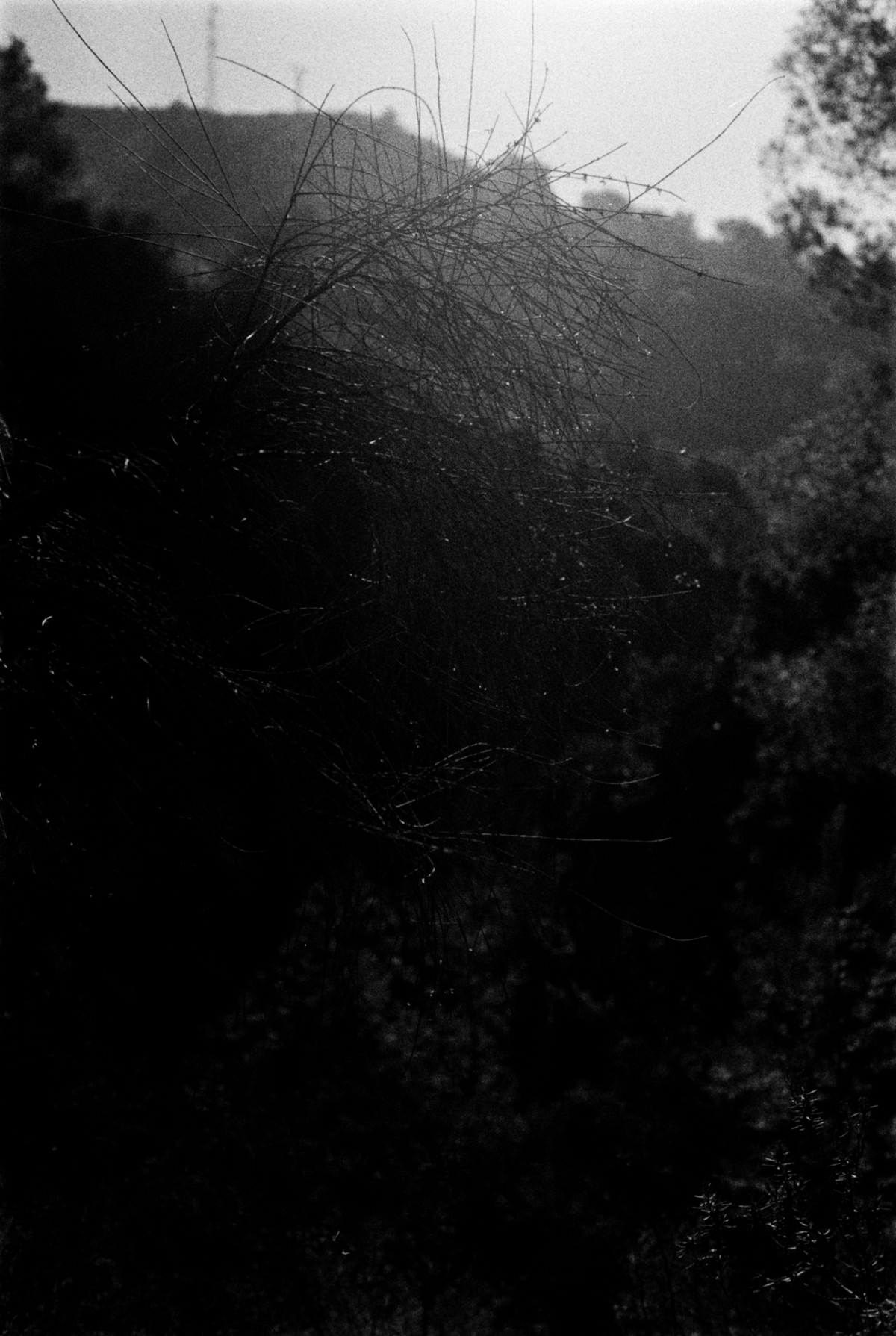 Black and white landscape showing bare winter trees silhouetted against rolling hills, creating a moody atmospheric scene with dramatic contrast.