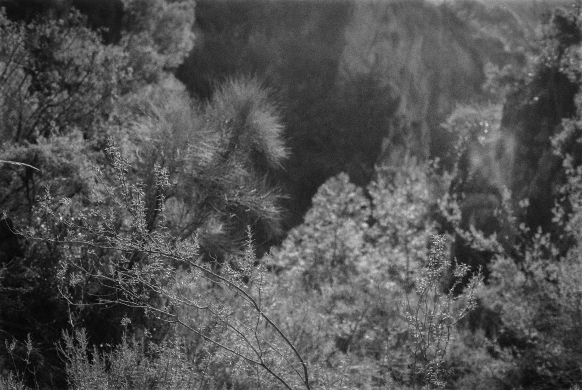 Black and white nature scene with delicate flowering branches in foreground and blurred rocky cliff face in soft focus background