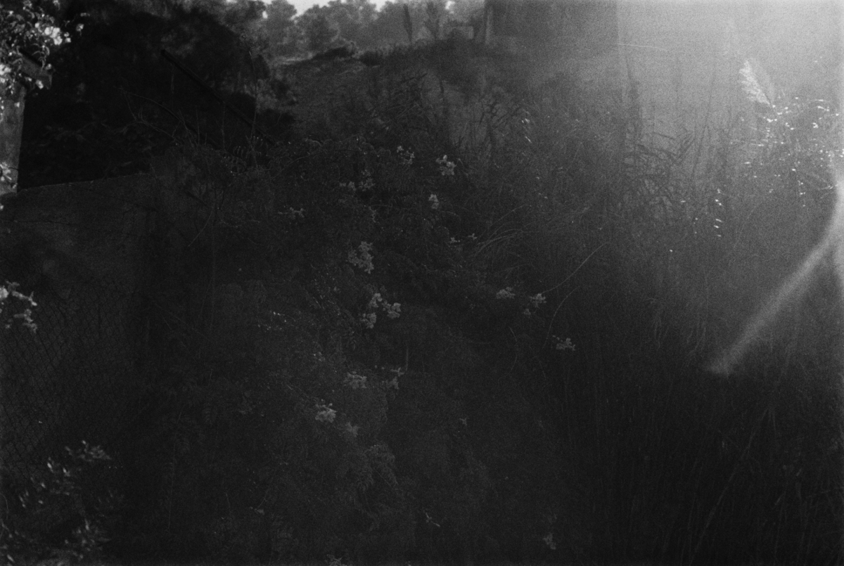 Black and white forest scene with dramatic sunbeams piercing through misty trees, creating ethereal light rays and atmospheric shadows