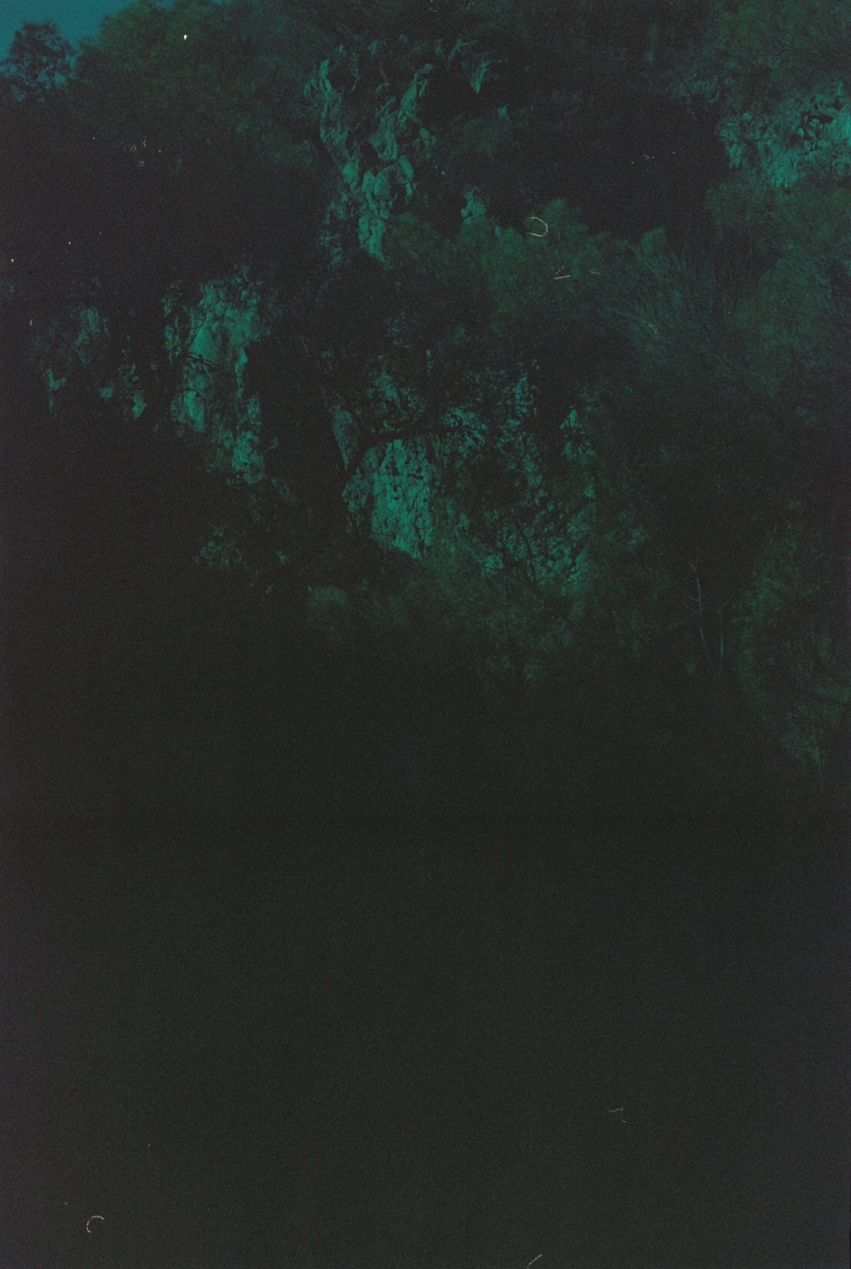 Dark atmospheric forest scene with deep emerald green tones and shadowy tree silhouettes creating a moody, mysterious nighttime landscape.