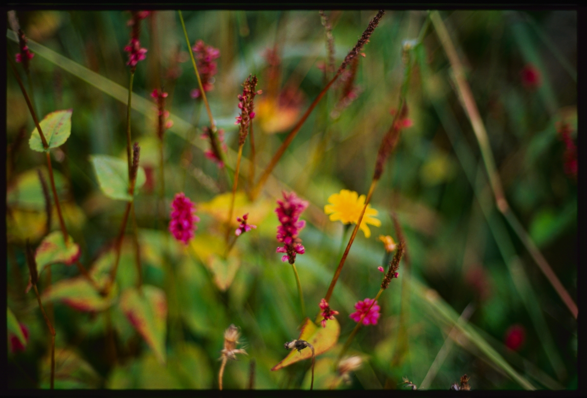 Dreamy wildflower meadow with vibrant pink blooms and yellow flowers amid tall green grasses, soft focus creating ethereal mood