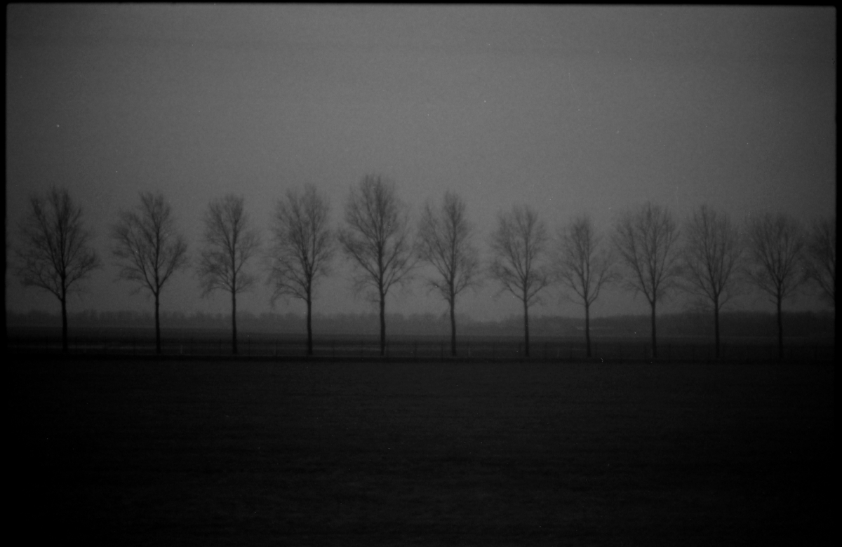 Row of bare trees silhouetted against misty gray sky in moody black and white landscape with dark foreground field