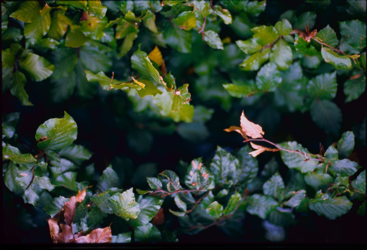 Lush green foliage with serrated leaves showing autumn color changes, featuring pink and reddish tints against darker shadowed background.