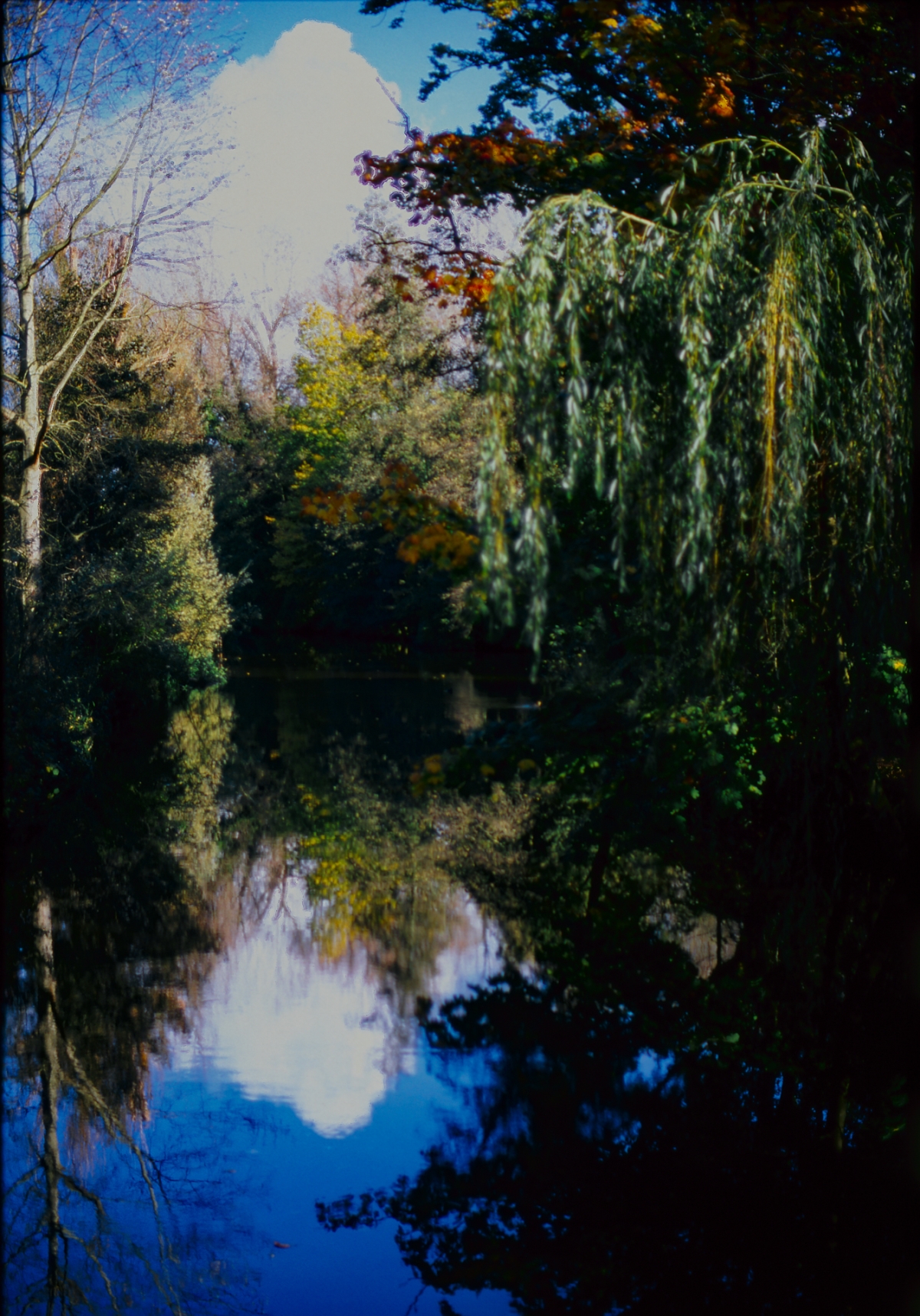 Serene autumn pond reflecting blue sky and white clouds, surrounded by weeping willow and colorful fall foliage in golden light