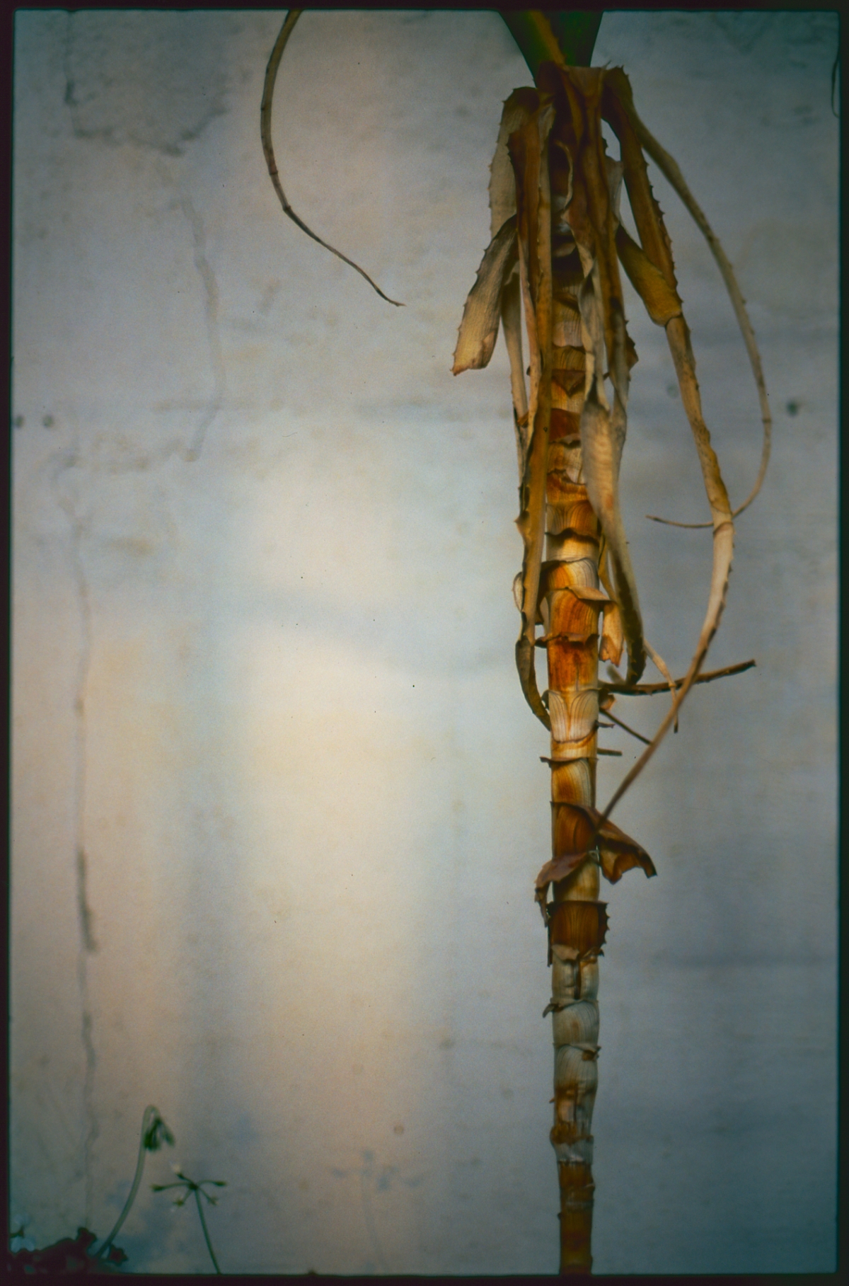Weathered bamboo stalk with peeling brown segments and trailing dried leaves against pale cloudy sky, creating moody vintage atmosphere
