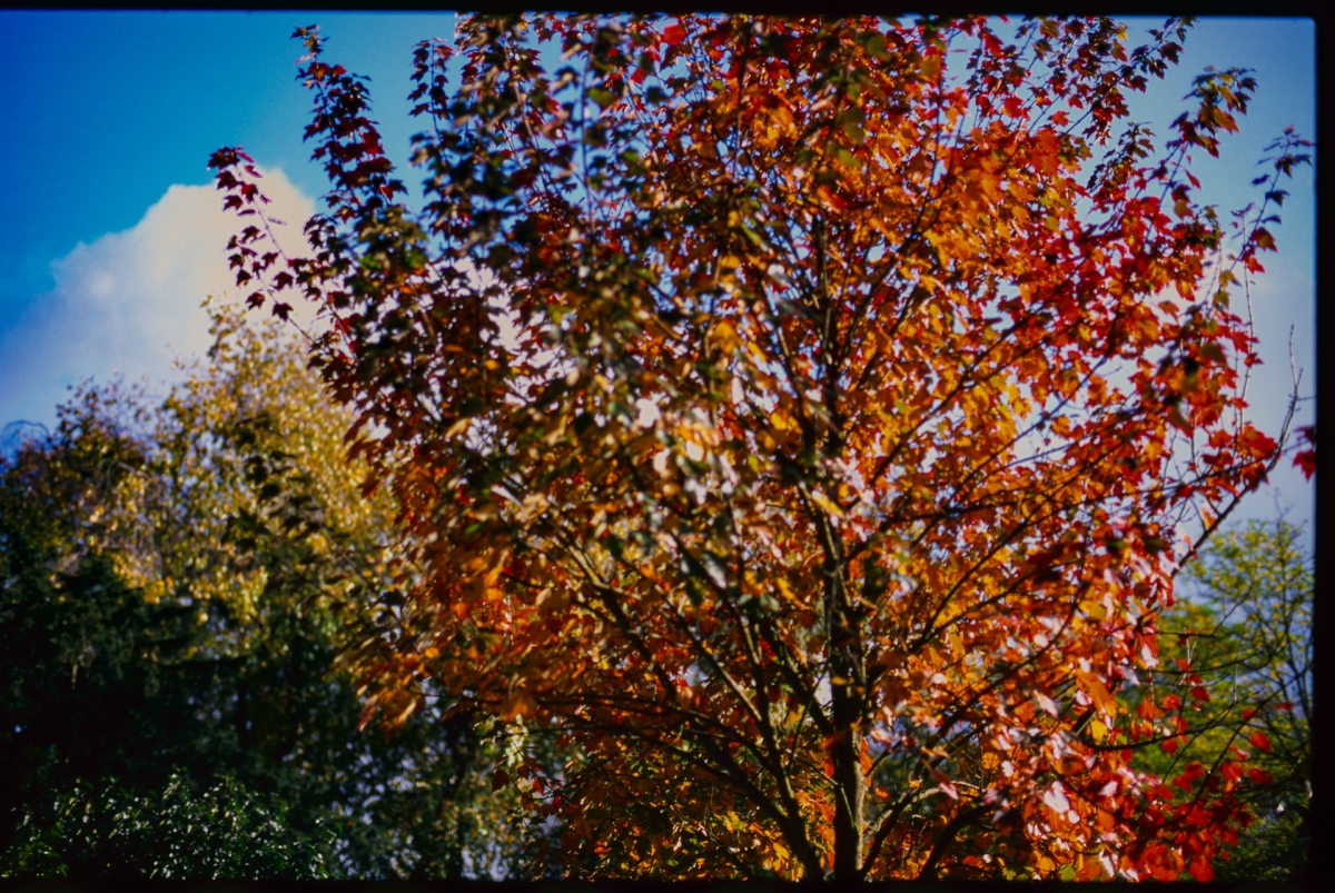 Vibrant autumn tree with red, orange and yellow foliage against bright blue sky with white clouds, surrounded by green trees