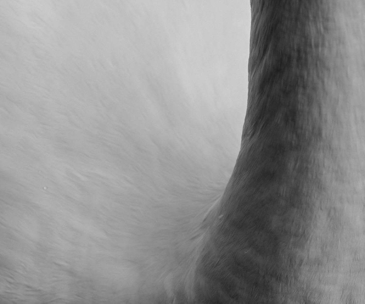 Black and white close-up of flowing hair creating dramatic curves and shadows against soft, textured skin background with artistic motion blur.