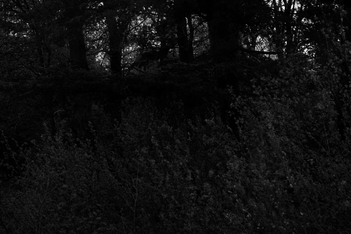 Dark, moody forest scene with dense trees and undergrowth silhouetted against dim light filtering through branches, creating shadowy atmosphere.