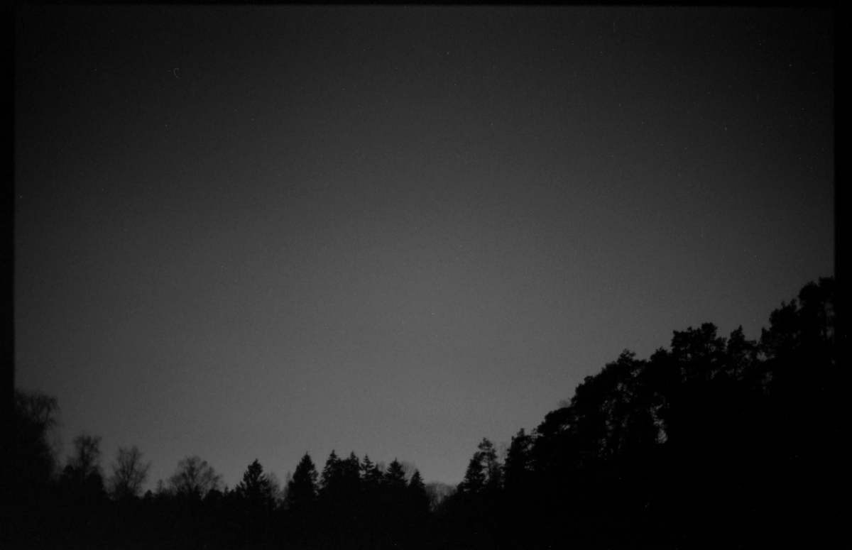 Dark silhouettes of evergreen and deciduous trees against a moody gray twilight sky, creating a serene monochromatic landscape composition.