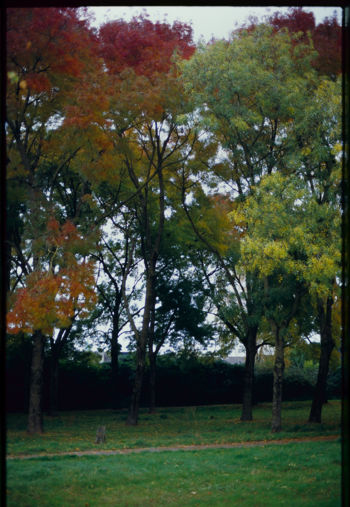 Autumn trees with vibrant red, orange, yellow and green foliage in a park setting with grassy ground beneath overcast sky