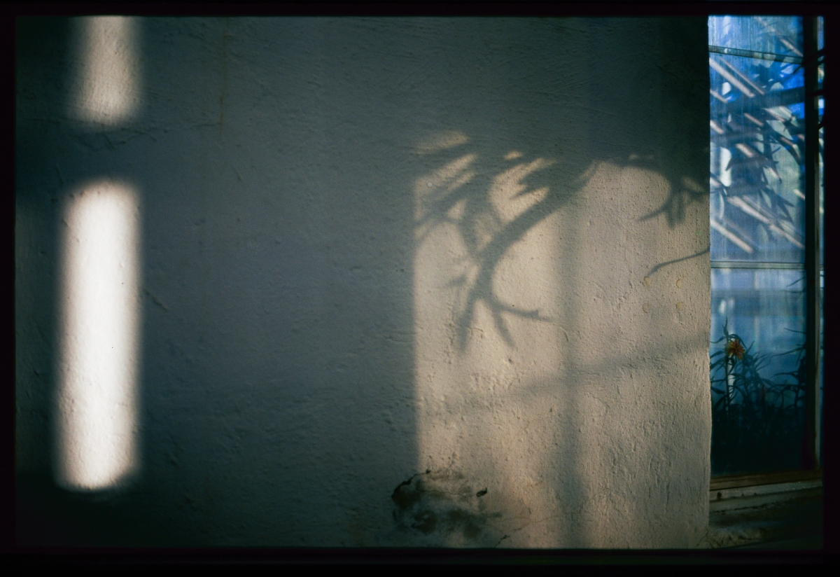 Moody interior with dramatic shadows cast on textured wall from window light, creating abstract plant-like silhouettes in muted green tones