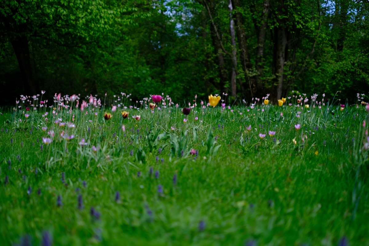 Colorful wildflowers scattered across green grass meadow with dense forest backdrop, featuring pink, yellow and purple blooms in natural spring setting.