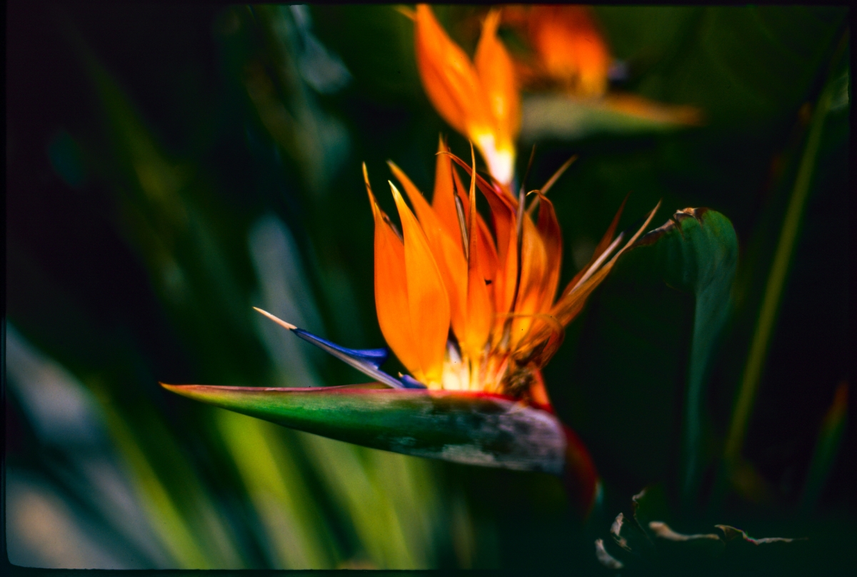 Vibrant orange and blue bird of paradise flower blooms against soft green foliage background with dramatic lighting and shallow depth of field.