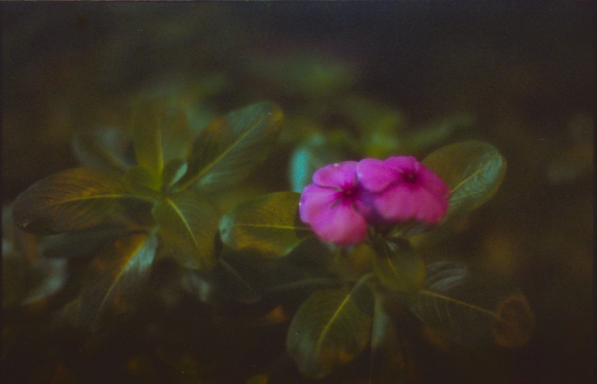 Vibrant pink flower blooms against dark blurred foliage background, creating dreamy artistic composition with soft focus and moody lighting