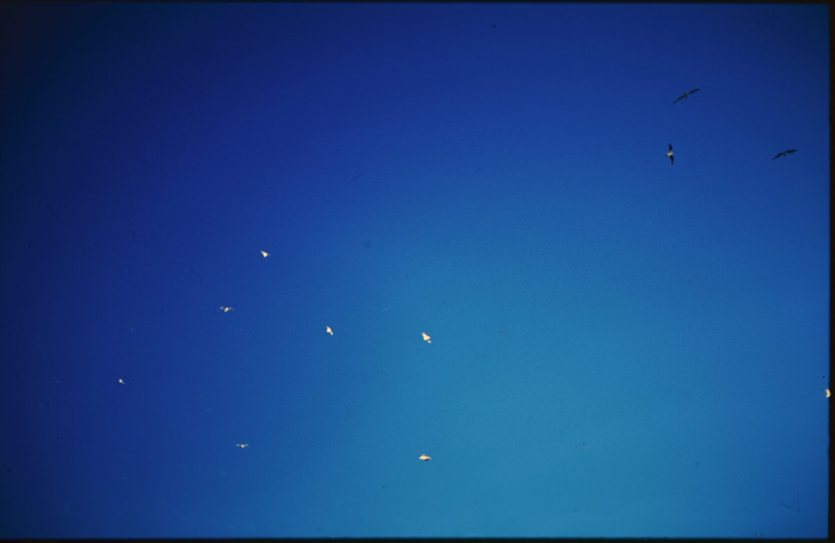 Deep blue gradient sky with several small birds in flight scattered across the frame, creating a serene aerial composition.