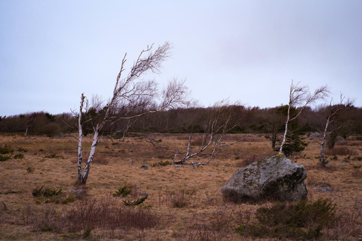 Sparse landscape with leafless birch trees and large boulder on brown moorland under pale sky, creating desolate autumn atmosphere